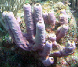 The drug was based on a compound found in this sea sponge.