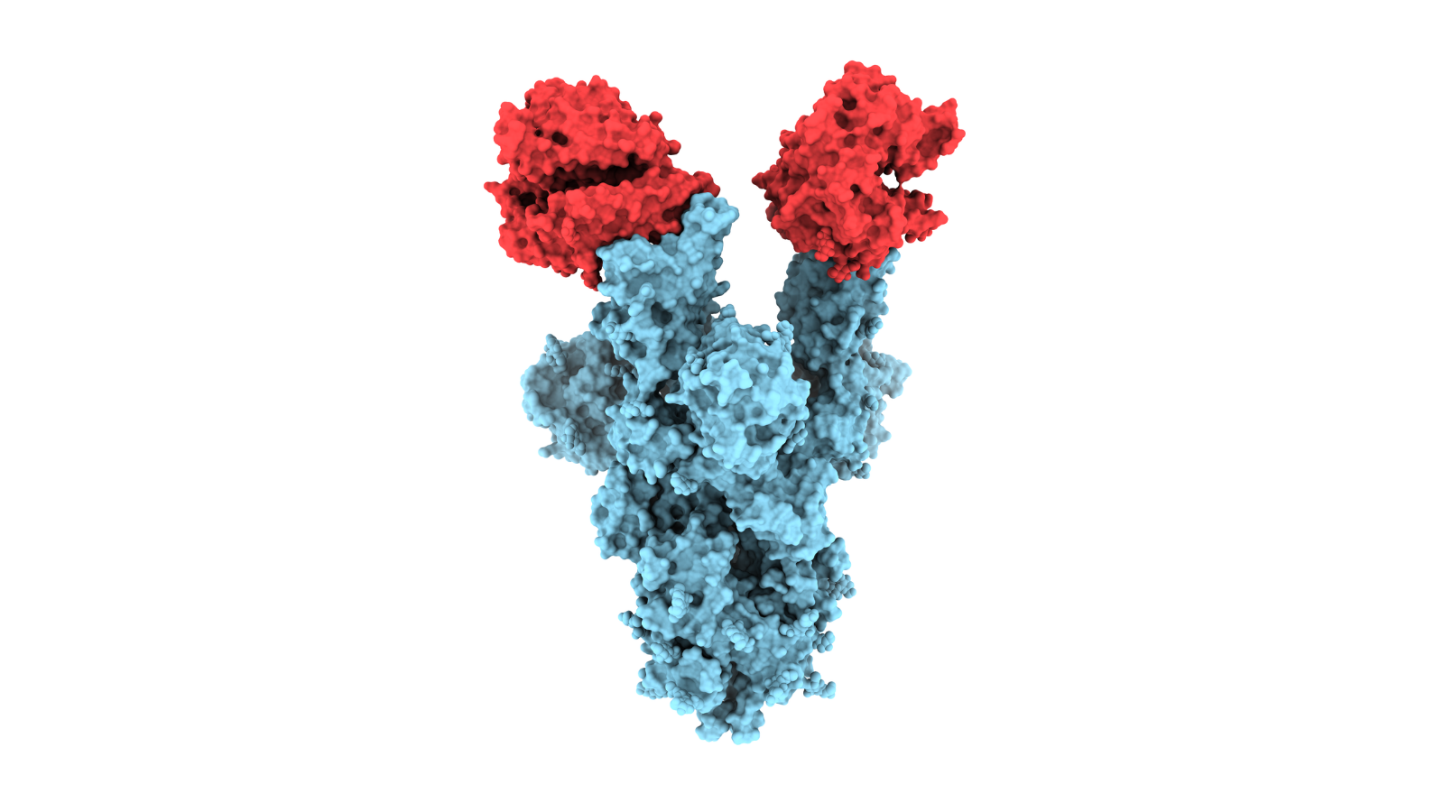 Image of coronavirus N501Y spike protein mutant